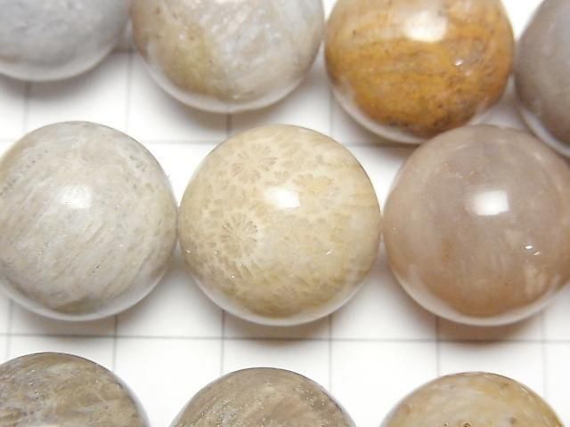 Fossilkoralle Runde 18mm halb oder 1 Strang Perlen (ca. 15 Zoll/36 cm)