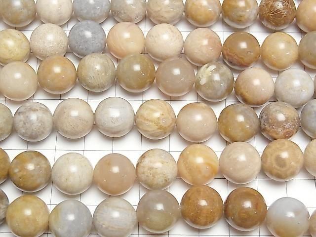Fossilkoralle Runde 14mm halb oder 1 Strang Perlen (ca. 15 Zoll/36 cm)