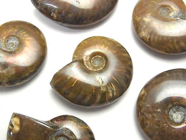 Madagaskar Ammonit 2Stück