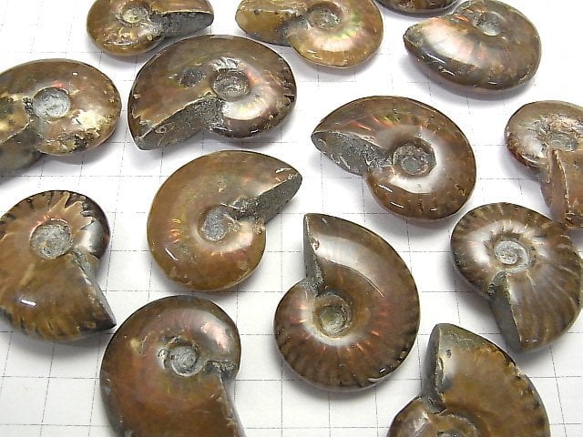 Madagaskar Ammonit 2Stück
