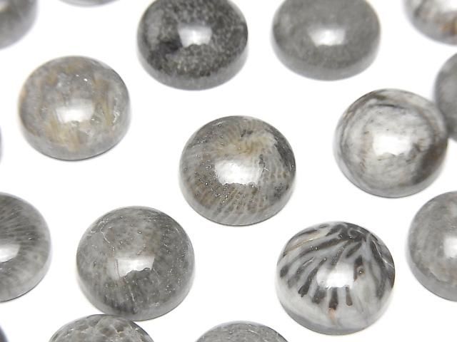 Marokkanischer schwarzer fossiler Korallenrund Cabochon 12x12mm 2 Stück