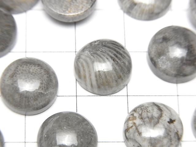 Marokkanischer schwarzer fossiler Korallenrund Cabochon 12x12mm 2 Stück