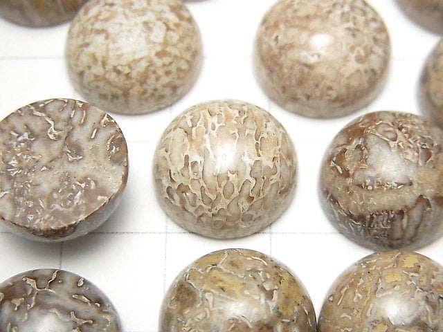 摩洛哥恐龍骨化石圓形蛋面 14x14mm 2顆