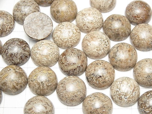 Marokko Dinosaurierknochen Fossil Runde Cabochon 14x14mm 2 Stück