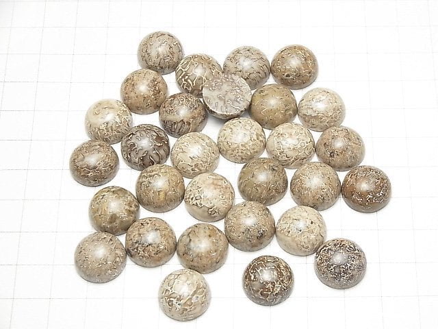 Marokko Dinosaurierknochen Fossil Runde Cabochon 14x14mm 2 Stück