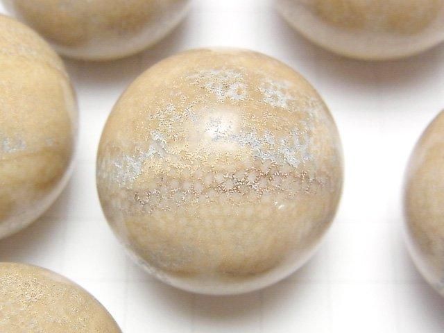 化石珊瑚球,圓形 35-40毫米 1顆