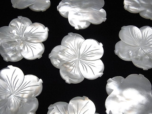Hochwertige weiße Muschel (Silberlippen-Auster) AAA Blume 38mm weiß 1 Stück