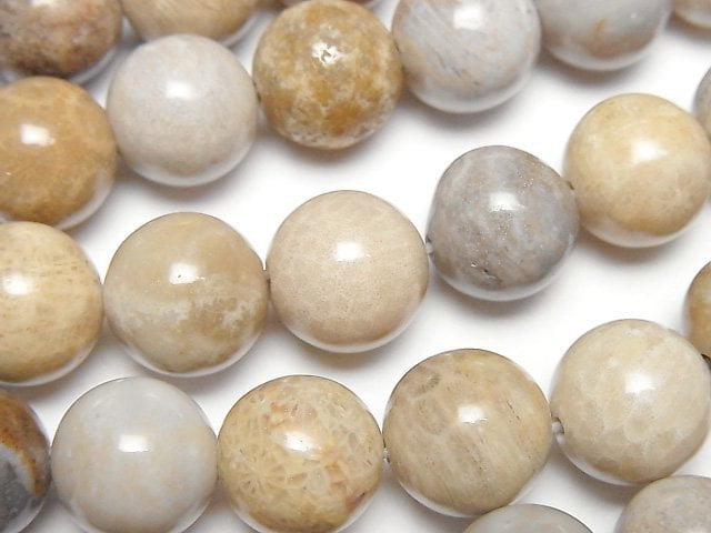 Fossil Coral Round 12mm half or 1strand beads (aprx.14inch/34cm)