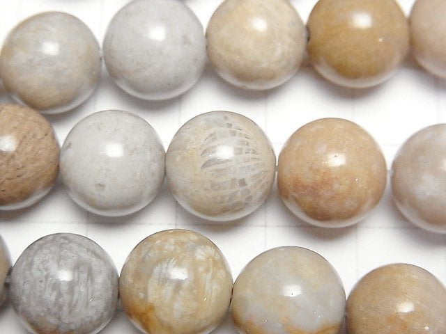 Fossil Coral Round 12mm half or 1strand beads (aprx.14inch/34cm)