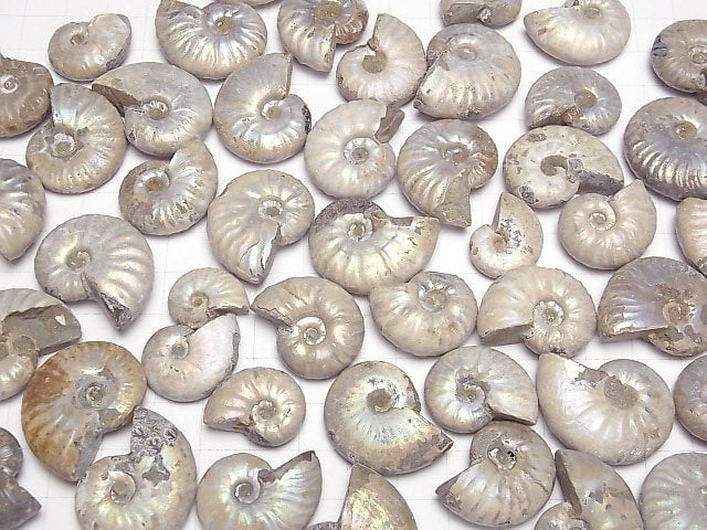 Madagaskar Ammonit 5Stück