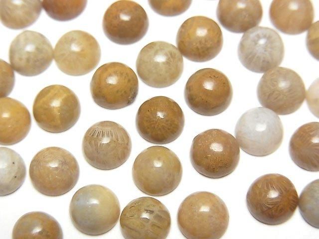 Fossil Coral Round Cabochon 6x6mm 5pcs