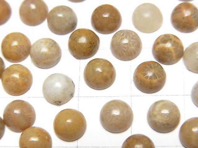 Fossil Coral Round Cabochon 6x6mm 5pcs