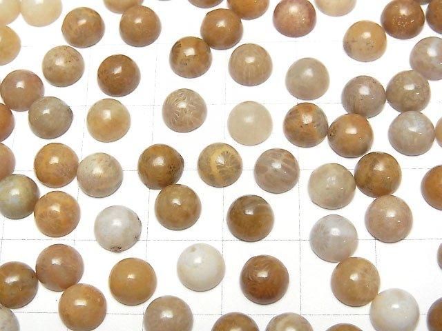 Fossiles Korallen Rund Cabochon 6x6mm 5Stücke