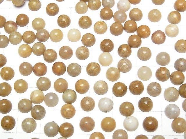 Fossiles Korallen Rund Cabochon 6x6mm 5Stücke