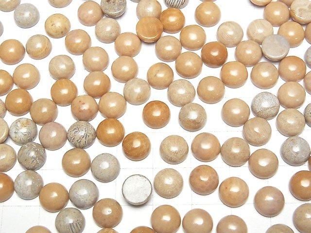 Fossiles Korallen Rund Cabochon 8x8mm 5Stücke