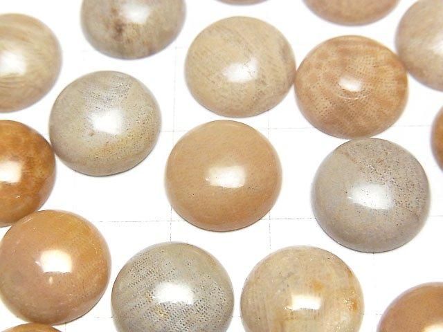 Fossil Coral Round Cabochon 12x12mm 4pcs