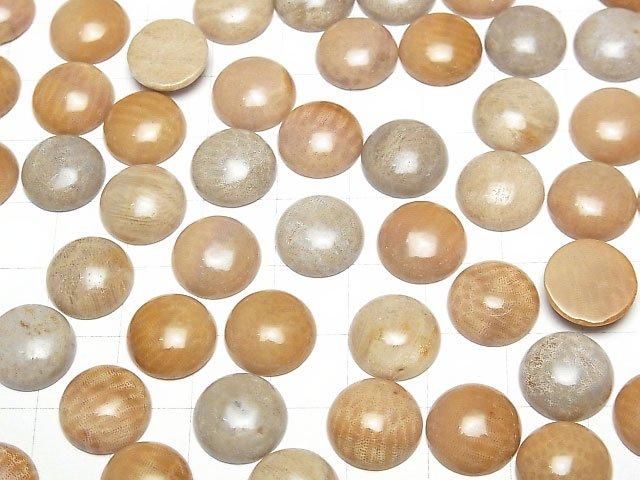 Fossiles Korallen Rund Cabochon 12x12mm 4Stücke
