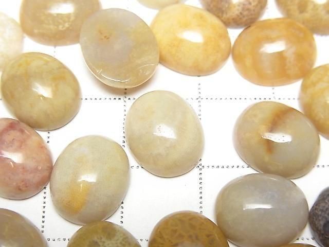 Fossilkoralle ovaler Cabochon 12x10mm 4 Stück