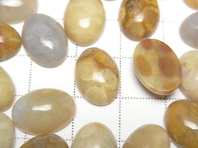 Fossilkoralle ovaler Cabochon 14x10mm 2 Stück