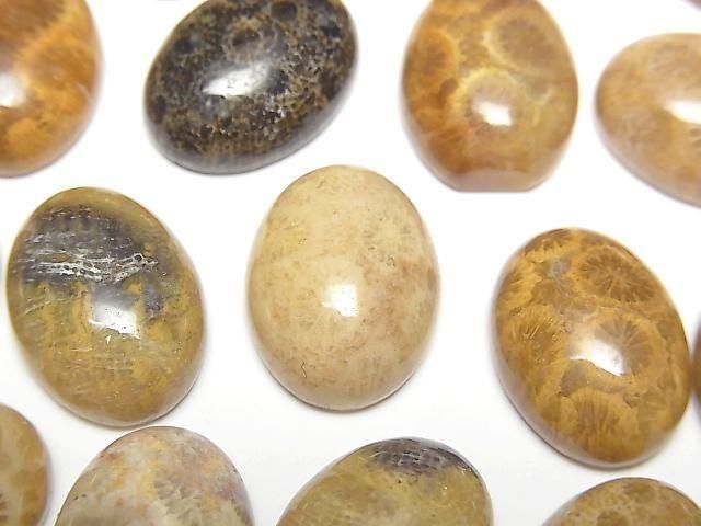 Fossilkoralle ovaler Cabochon 16x12mm 2 Stück