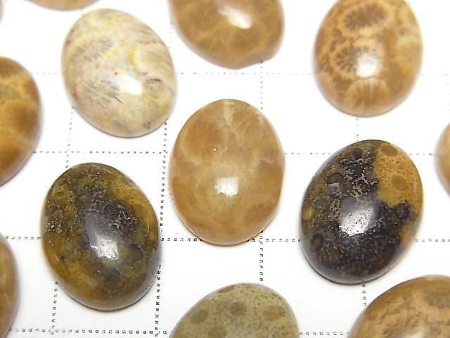 Fossilkoralle ovaler Cabochon 16x12mm 2 Stück