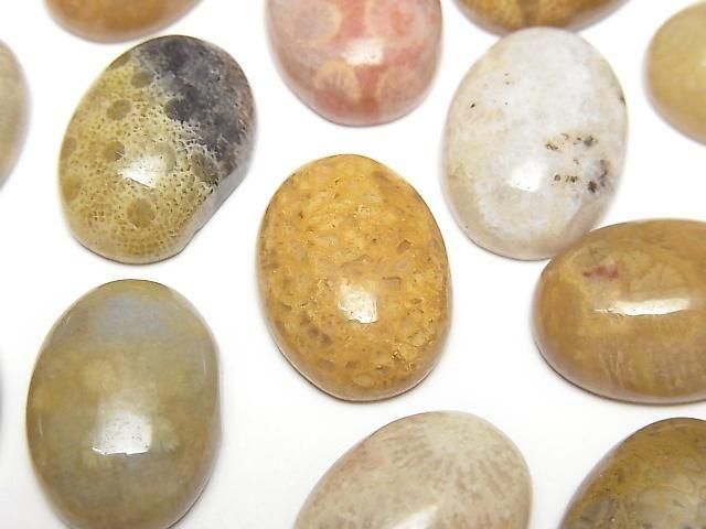 Fossilkoralle ovaler Cabochon 18x13mm 2 Stück