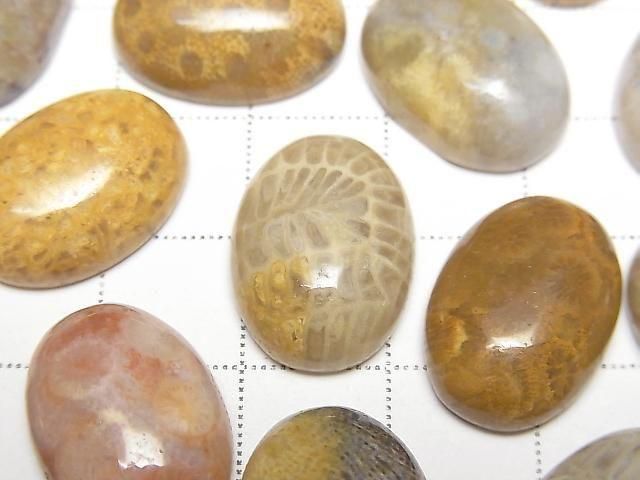Fossilkoralle ovaler Cabochon 18x13mm 2 Stück