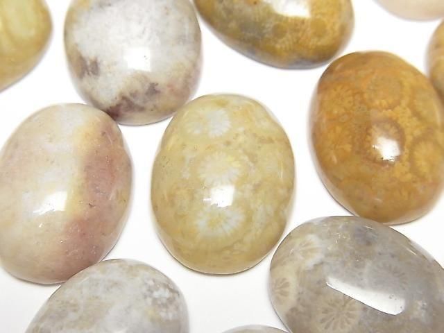 Fossilkoralle ovaler Cabochon 20x15mm 2 Stück
