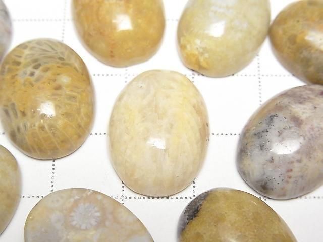 Fossilkoralle ovaler Cabochon 20x15mm 2 Stück