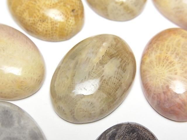 Fossilkoralle ovaler Cabochon 25x18mm 1 Stück