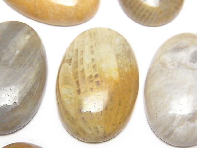 Fossilkoralle ovaler Cabochon 30x20mm 1 Stück