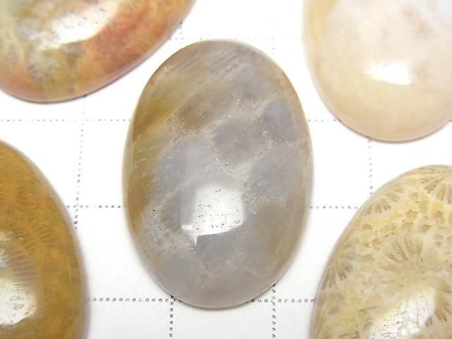 Fossilkoralle ovaler Cabochon 30x20mm 1 Stück