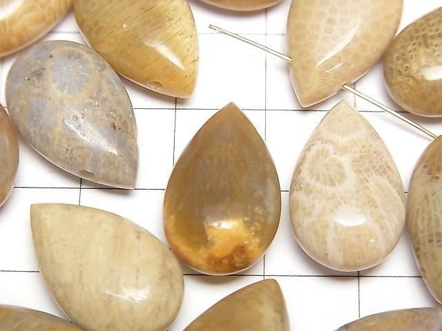Fossiles Korallen-Birnenform (glatt) 20x12mm 2 Stück