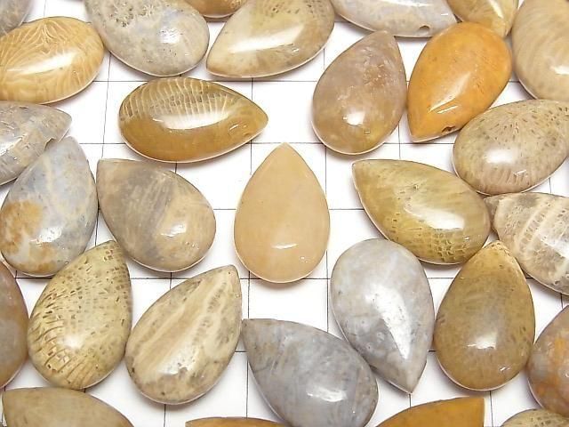 Fossiles Korallen-Birnenform (glatt) 20x12mm 2 Stück