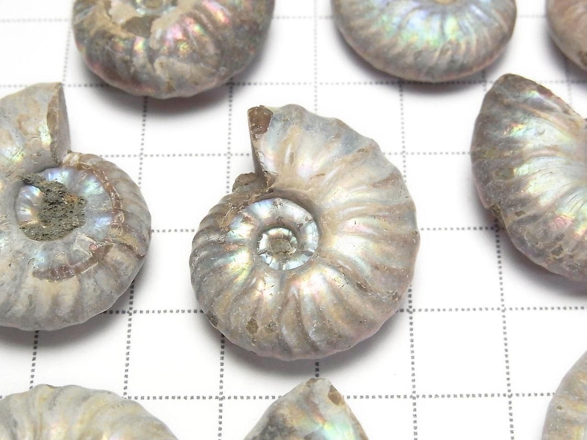 Madagascar Ammonite 3pcs