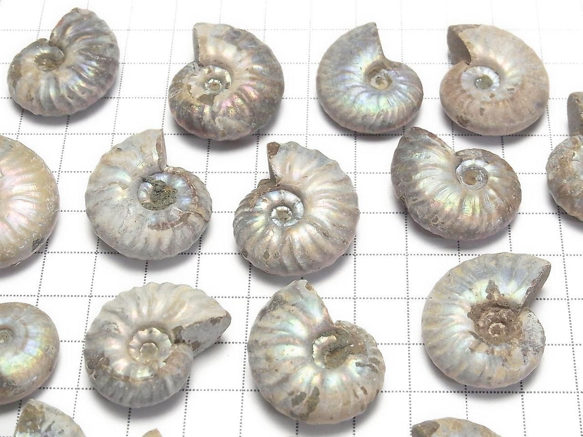 Madagascar Ammonite 3pcs