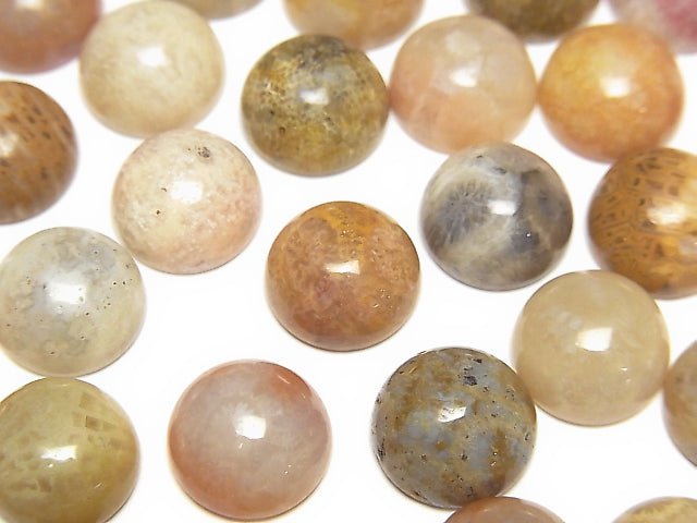 Fossil Coral Round Cabochon 10x10mm 5pcs