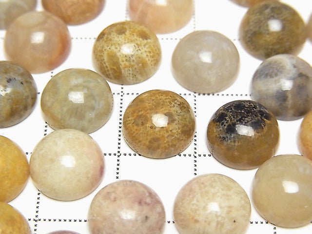 Fossil Coral Round Cabochon 10x10mm 5pcs