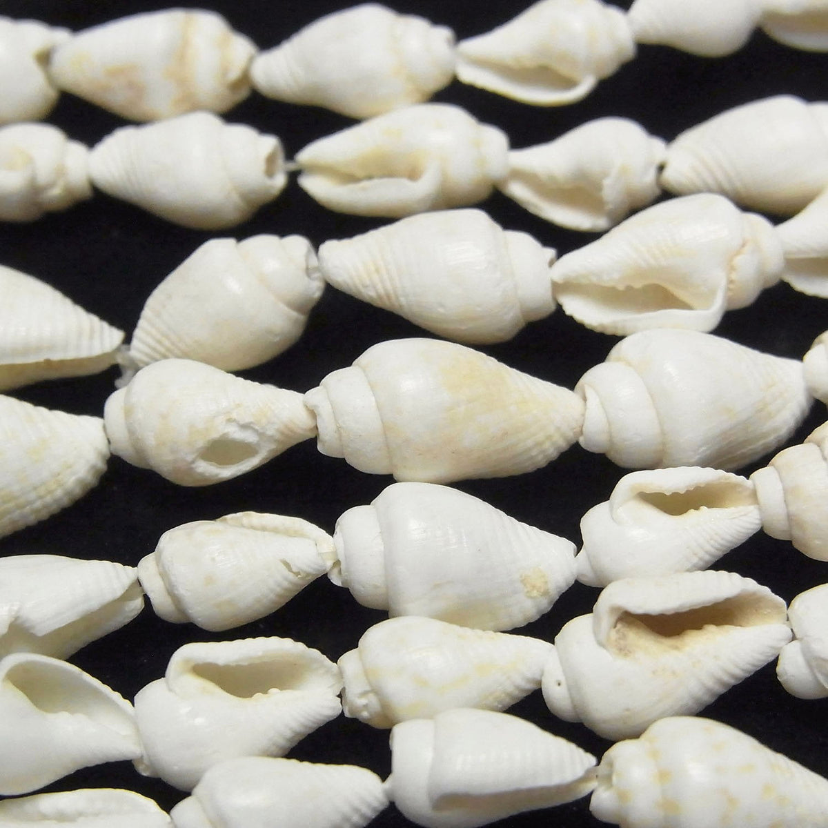 Spiral Shell beads Vertical Hole 1strand beads (aprx.57inch / 146cm)