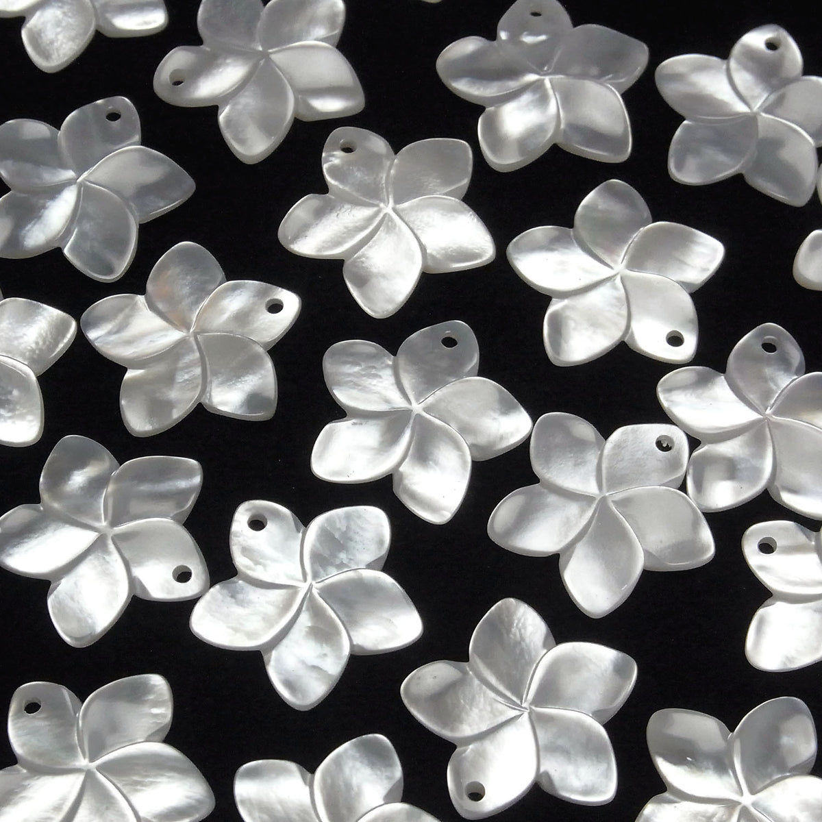 Hochwertige weiße Muschel AAA Blume 20mm 2Stücke