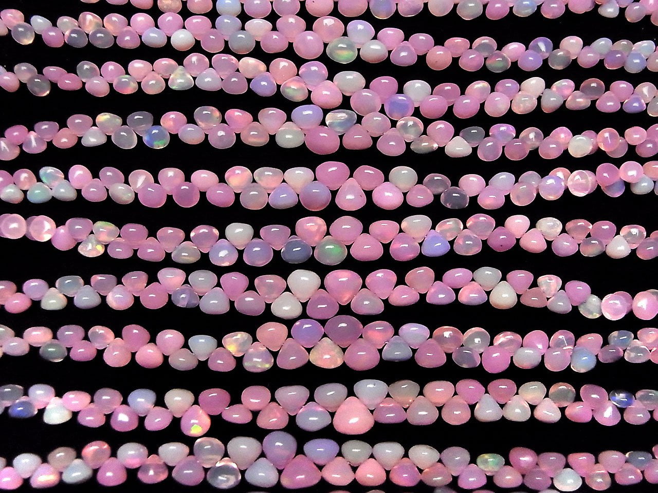 Äthiopischer Rosa Opal Zwiebel (Glatt) halb oder 1strang (18cm)