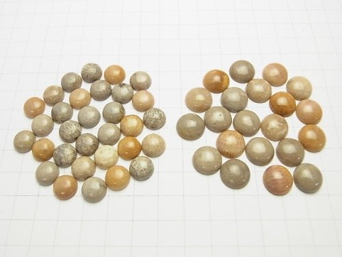 Fossil Coral  Round Cabochon  [8mm][10mm][12mm] 5pcs $4.79