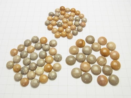 Fossil Coral  Round Cabochon  [8mm][10mm][12mm] 5pcs $4.79