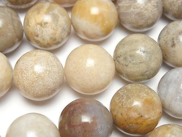 [Video]Fossil Coral Round 18mm half or 1strand beads (aprx.15inch/36cm)