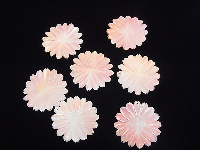 [Video] 1pc $9.79! Queen Conch Shell Margaret (Flower) 45mm 1pc