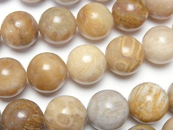 [Video]Fossil Coral Round 14mm half or 1strand beads (aprx.15inch/36cm)