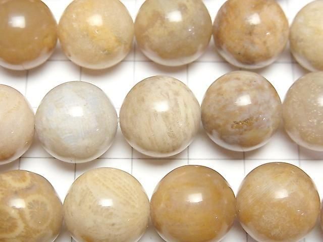 [Video]Fossil Coral Round 14mm half or 1strand beads (aprx.15inch/36cm)