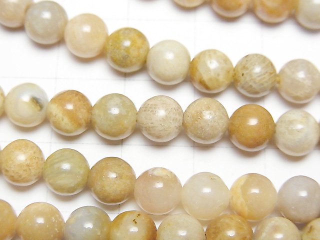 [Video] Fossil Coral  Round 6mm 1strand beads (aprx.15inch/37cm)