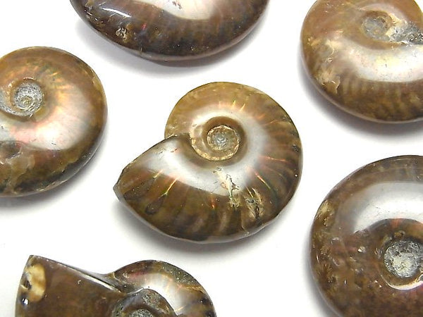 Ammolite/Ammonite, Other Shape Gemstone Beads