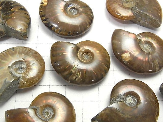 [Video] Madagascar Ammonite 2pcs